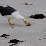 Australia Confirms First H5N1 Bird Flu Case in a Mammal Australia Confirms First H5N1 Bird Flu Case in a Mammal