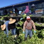 Cyclosporiasis Outbreaks Surge: Trump Administration Claims Food Safety Despite Unknown Causes