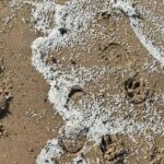 Volunteers Demand National Disaster Declaration Amid Plastic Spill Crisis