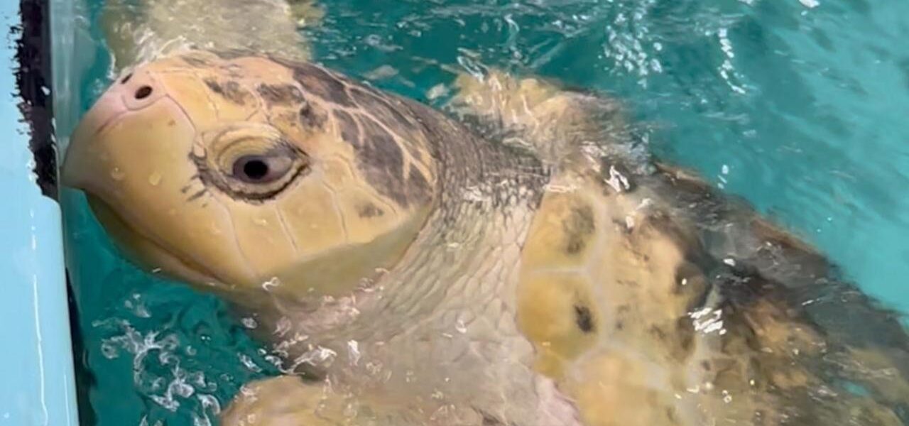 Kemp’s Ridley Sea Turtle Flown from Wales to Caribbean Kemp’s Ridley Sea Turtle Flown from Wales to Caribbean