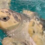 Kemp’s Ridley Sea Turtle Flown from Wales to Caribbean Kemp’s Ridley Sea Turtle Flown from Wales to Caribbean