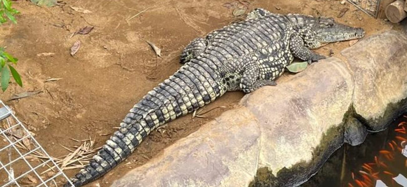 Boy Attacked by Crocodile at Johnsons Zoological Gardens Returns Home Boy Attacked by Crocodile at Johnsons Zoological Gardens Returns Home