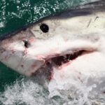 El Nio Phenomenon Drives White Sharks and Sea Snakes to California Coasts