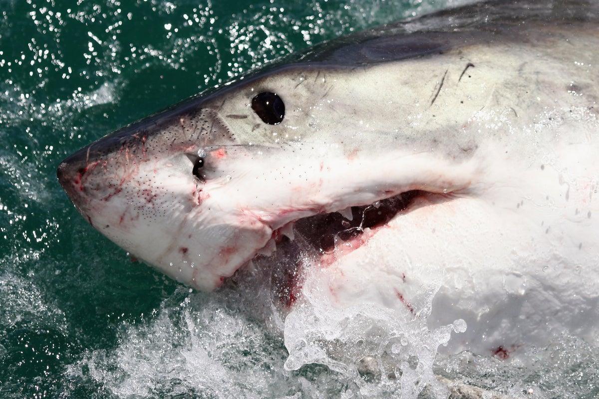 El Nio Phenomenon Drives White Sharks and Sea Snakes to California Coasts El Nio Phenomenon Drives White Sharks and Sea Snakes to California Coasts