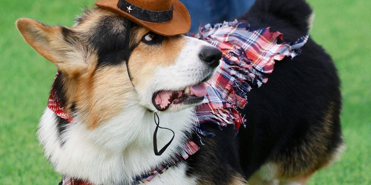 150 Corgis from Nine Countries Compete in International Costume and Bark Contests