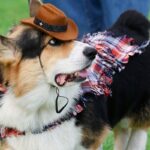 150 Corgis from Nine Countries Compete in International Costume and Bark Contests 150 Corgis from Nine Countries Compete in International Costume and Bark Contests