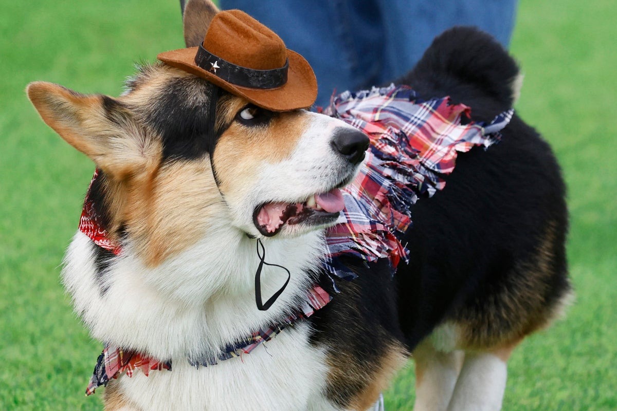 150 Corgis from Nine Countries Compete in International Costume and Bark Contests 150 Corgis from Nine Countries Compete in International Costume and Bark Contests