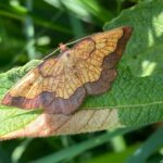 Rare Moth Population Rediscovered in UK After 70 Years