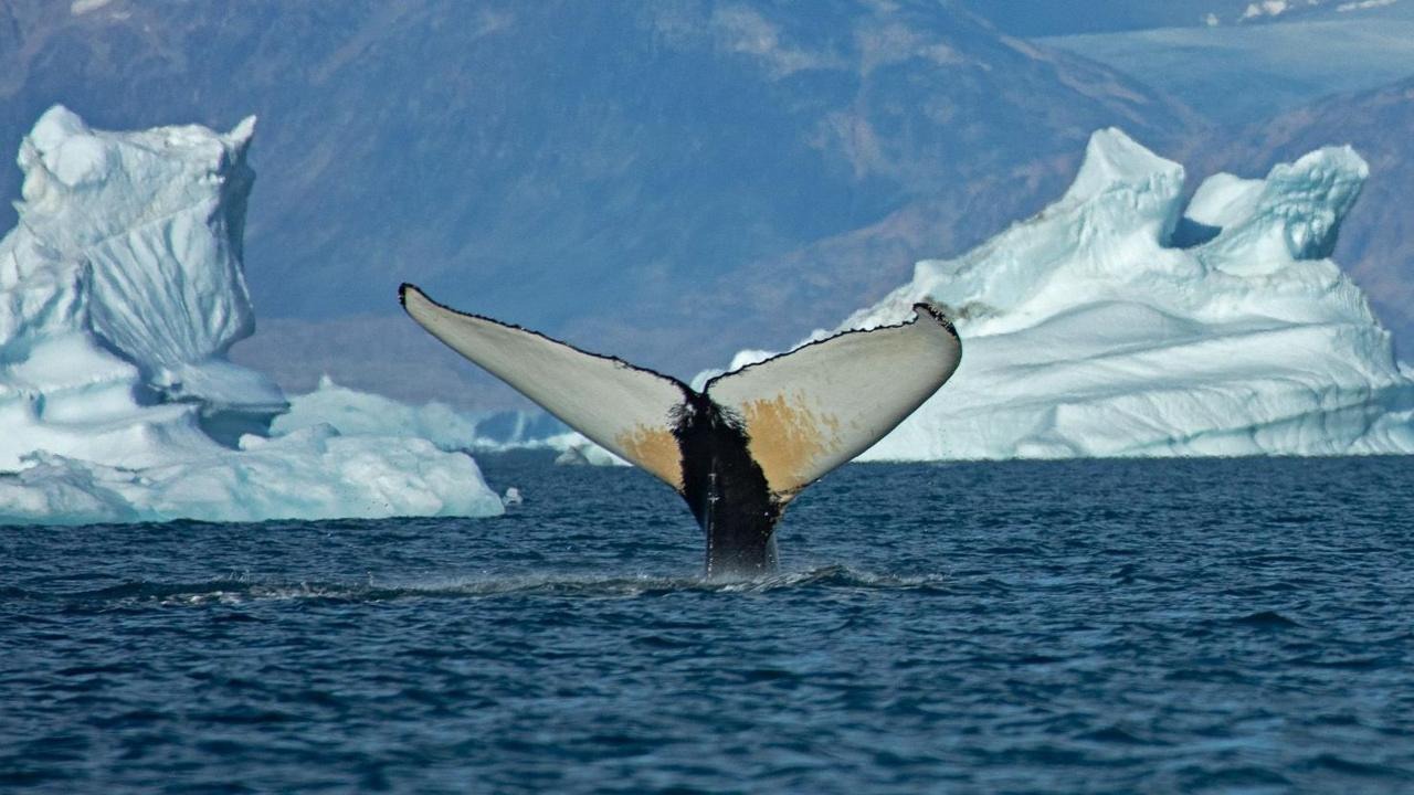 Climate Change: Giant Whales Flock to Greenland Waters as Ice Disappears Climate Change: Giant Whales Flock to Greenland Waters as Ice Disappears