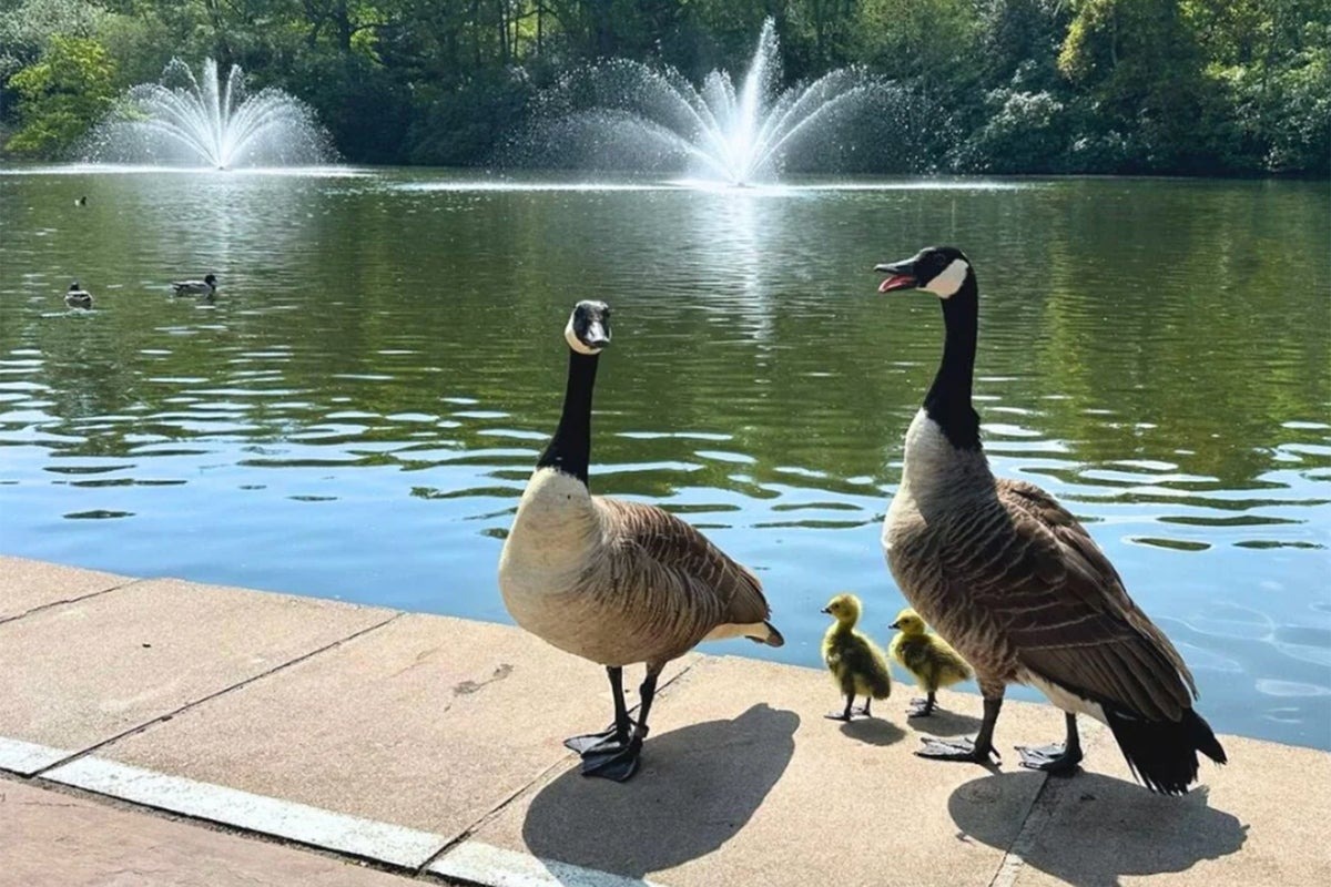 Tennis Club Accused of Concealing Goose Culling