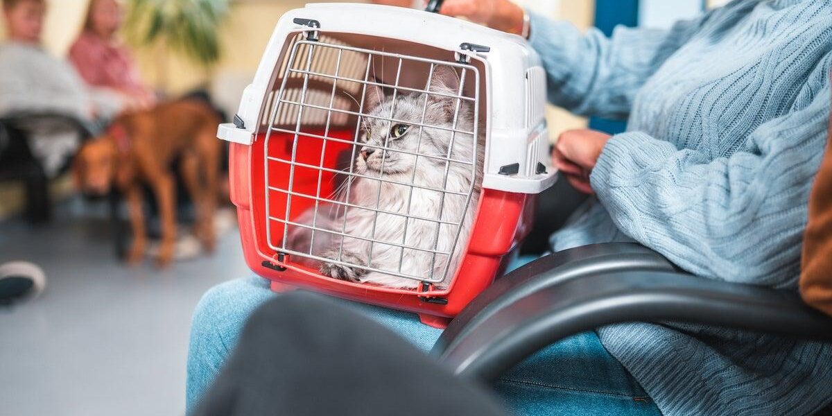 Identifying Feline Dementia: Key Signs and Management Strategies Identifying Feline Dementia: Key Signs and Management Strategies