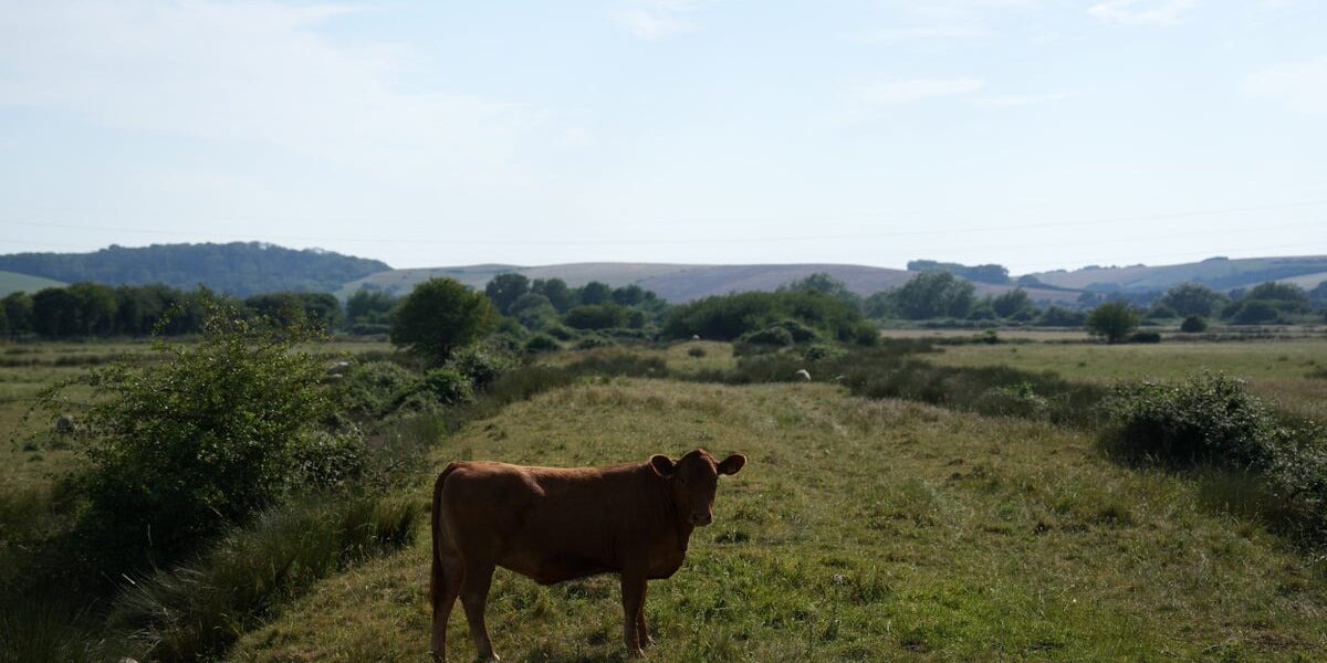Elderly Man Dies After Being Trampled by Cattle at National Trust Estate Elderly Man Dies After Being Trampled by Cattle at National Trust Estate