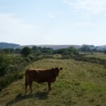 Elderly Man Dies After Being Trampled by Cattle at National Trust Estate