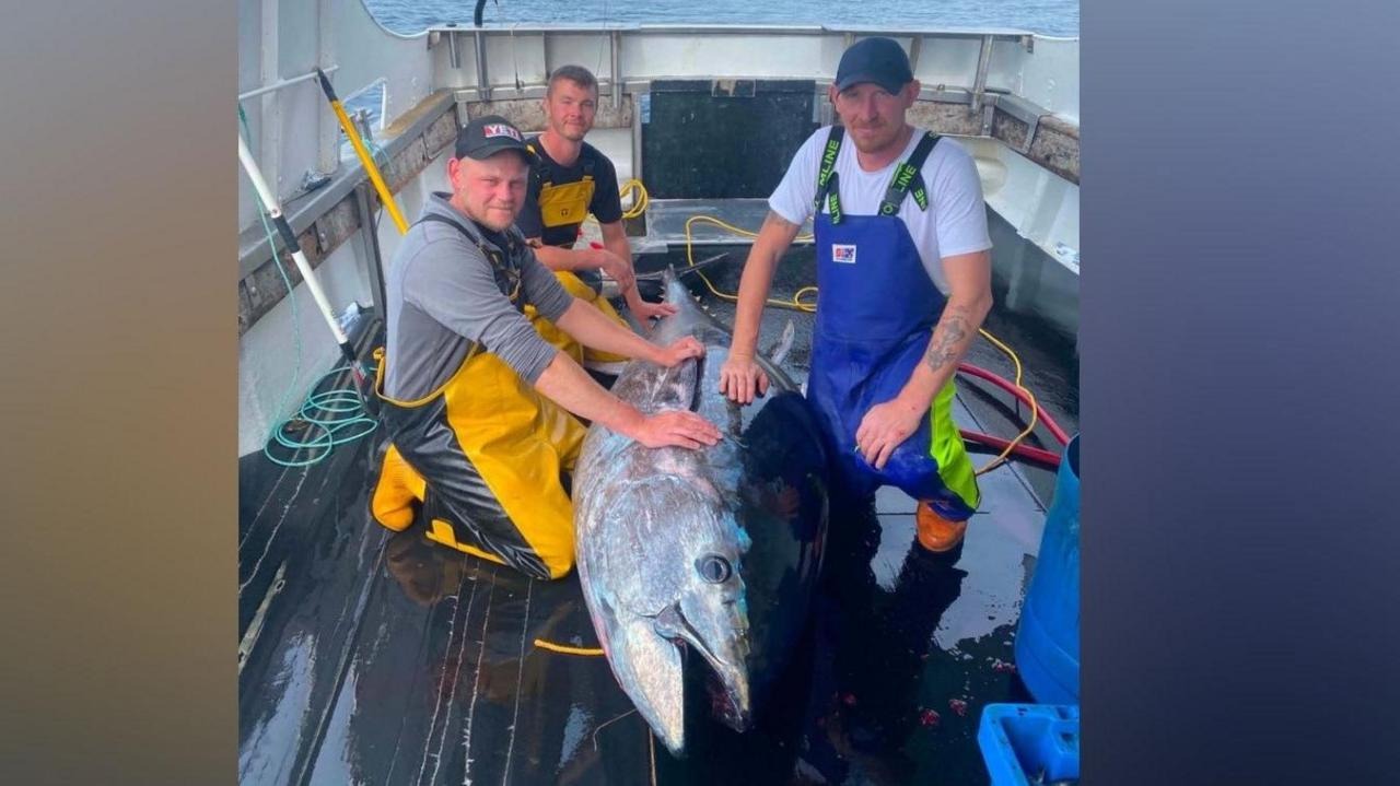 Rare Giant Tuna Caught Off Yorkshire Coast, First Since 1960s