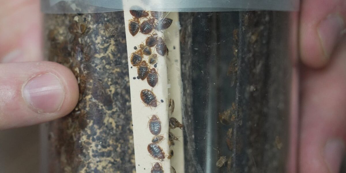 Bedbug Infestations Surge: Expert Tips on Prevention and Treatment