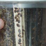 Bedbug Infestations Surge: Expert Tips on Prevention and Treatment Bedbug Infestations Surge: Expert Tips on Prevention and Treatment