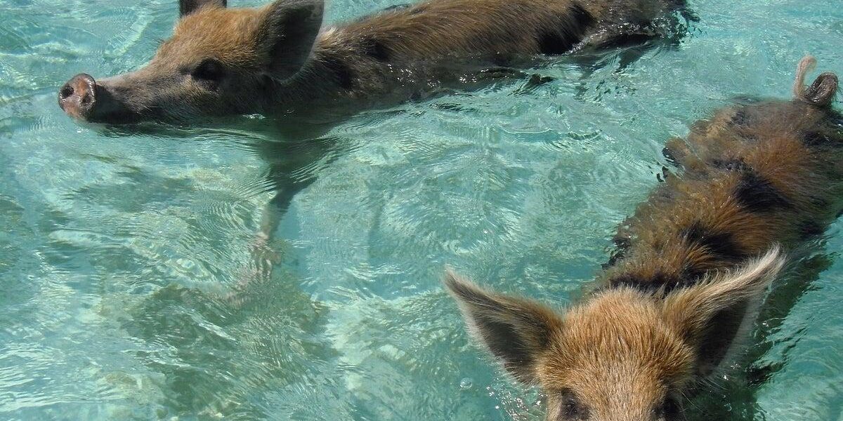 Cruise Passenger Sues After Rabies Scare from Bahamas Pig Bite Cruise Passenger Sues After Rabies Scare from Bahamas Pig Bite
