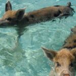 Cruise Passenger Sues After Rabies Scare from Bahamas Pig Bite Cruise Passenger Sues After Rabies Scare from Bahamas Pig Bite