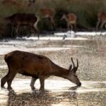 Elderly Man Injured by Stag in London Park, Animal Euthanized Elderly Man Injured by Stag in London Park, Animal Euthanized
