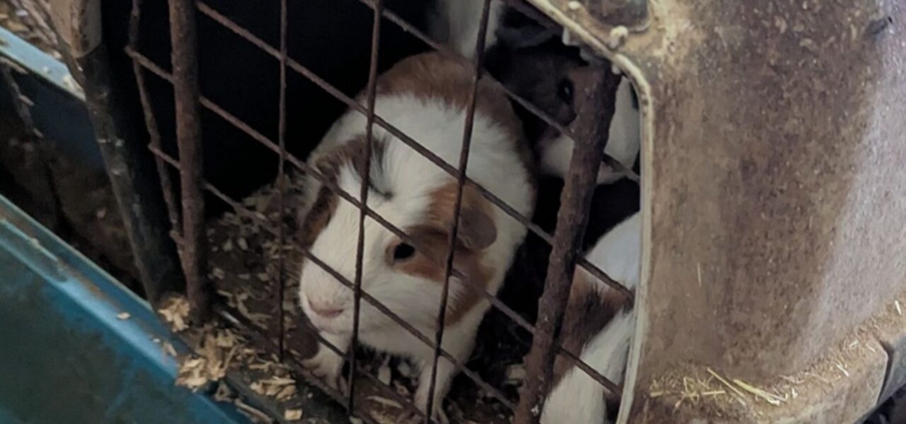 Couple Banned from Pet Ownership After Animal Cruelty Investigation