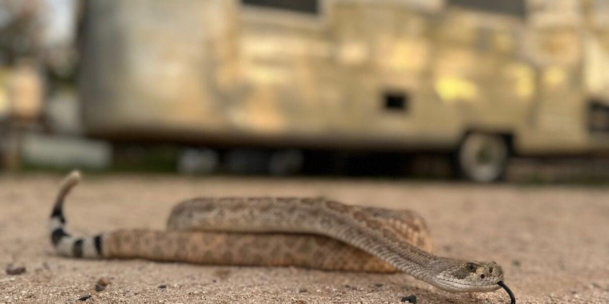 Snake Avoidance Training for Pets Expands in Venomous Snake Regions Snake Avoidance Training for Pets Expands in Venomous Snake Regions