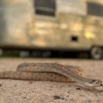 Snake Avoidance Training for Pets Expands in Venomous Snake Regions