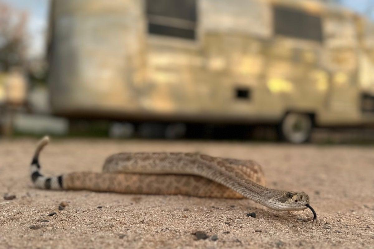Snake Avoidance Training for Pets Expands in Venomous Snake Regions Snake Avoidance Training for Pets Expands in Venomous Snake Regions