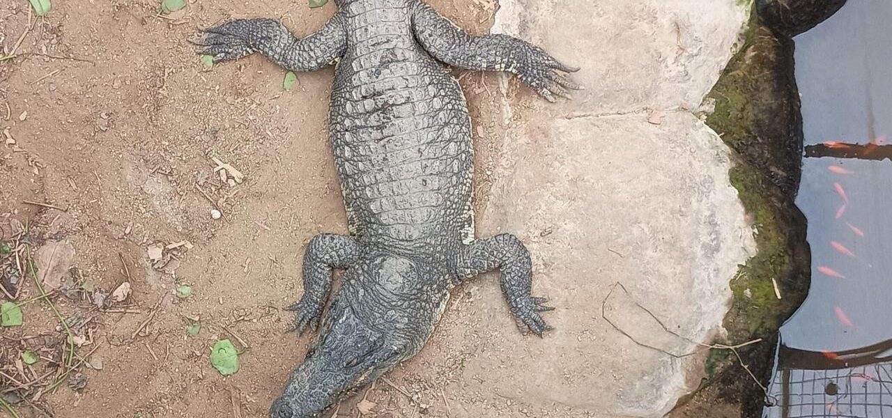 Toddler Attacked by Crocodile at UK Zoo Returns Home After Intensive Medical Care Toddler Attacked by Crocodile at UK Zoo Returns Home After Intensive Medical Care