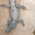 Toddler Attacked by Crocodile at UK Zoo Returns Home After Intensive Medical Care Toddler Attacked by Crocodile at UK Zoo Returns Home After Intensive Medical Care