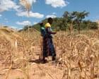 El Nio Threat: 50 Million Face Acute Hunger by Year-End