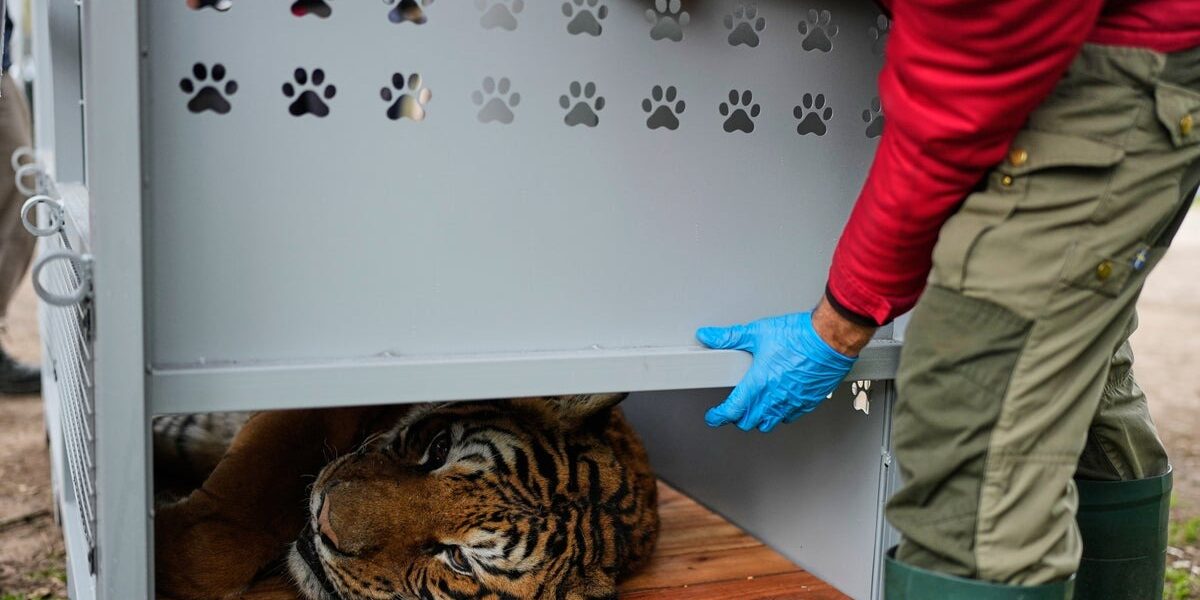 Thirty Lions and Tigers Rescued from Argentine Zoo Begin New Life in South Africa and the United States Thirty Lions and Tigers Rescued from Argentine Zoo Begin New Life in South Africa and the United States