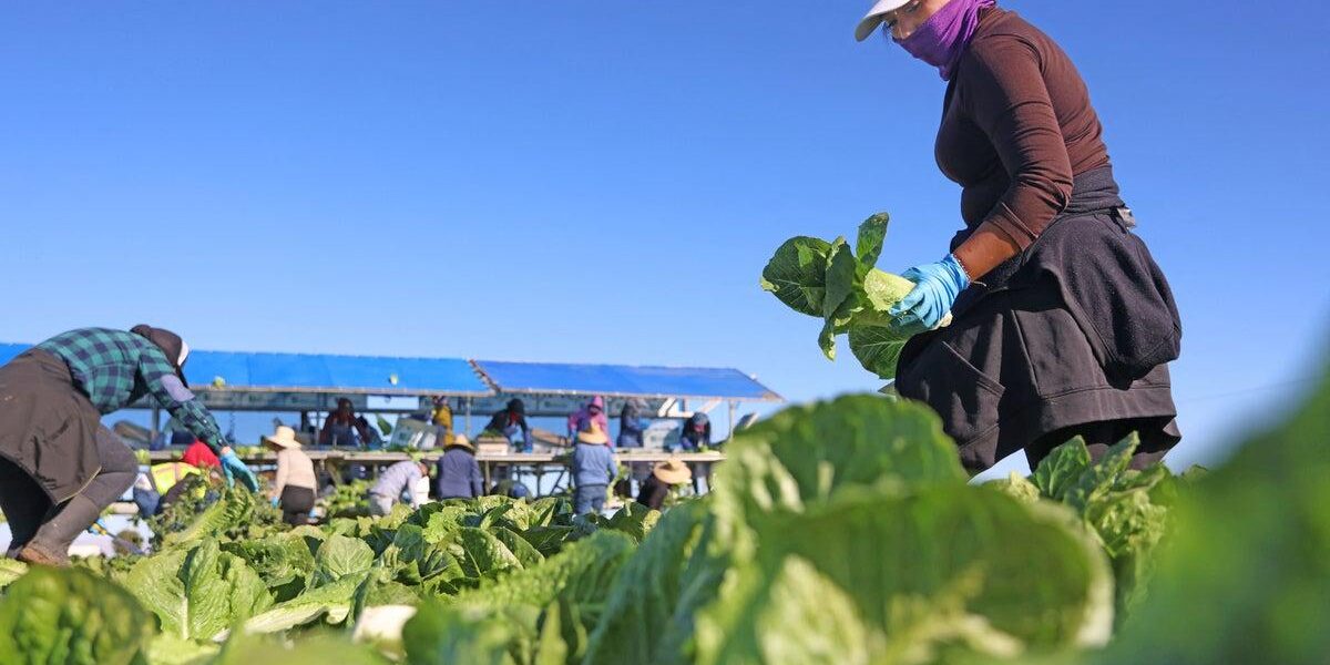 Michigan Residents Cleared to Eat Lettuce After Parasitic Outbreak Michigan Residents Cleared to Eat Lettuce After Parasitic Outbreak