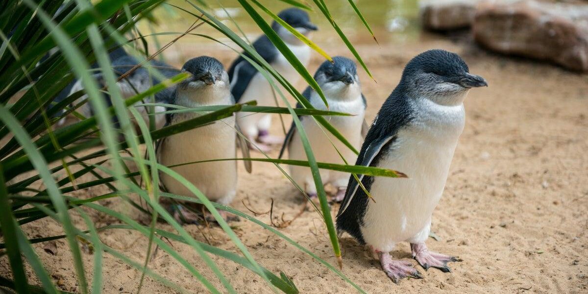 Australia’s Little Penguin Colony Faces 40% Population Decline Due to Bird Flu