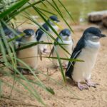 Australia’s Little Penguin Colony Faces 40% Population Decline Due to Bird Flu