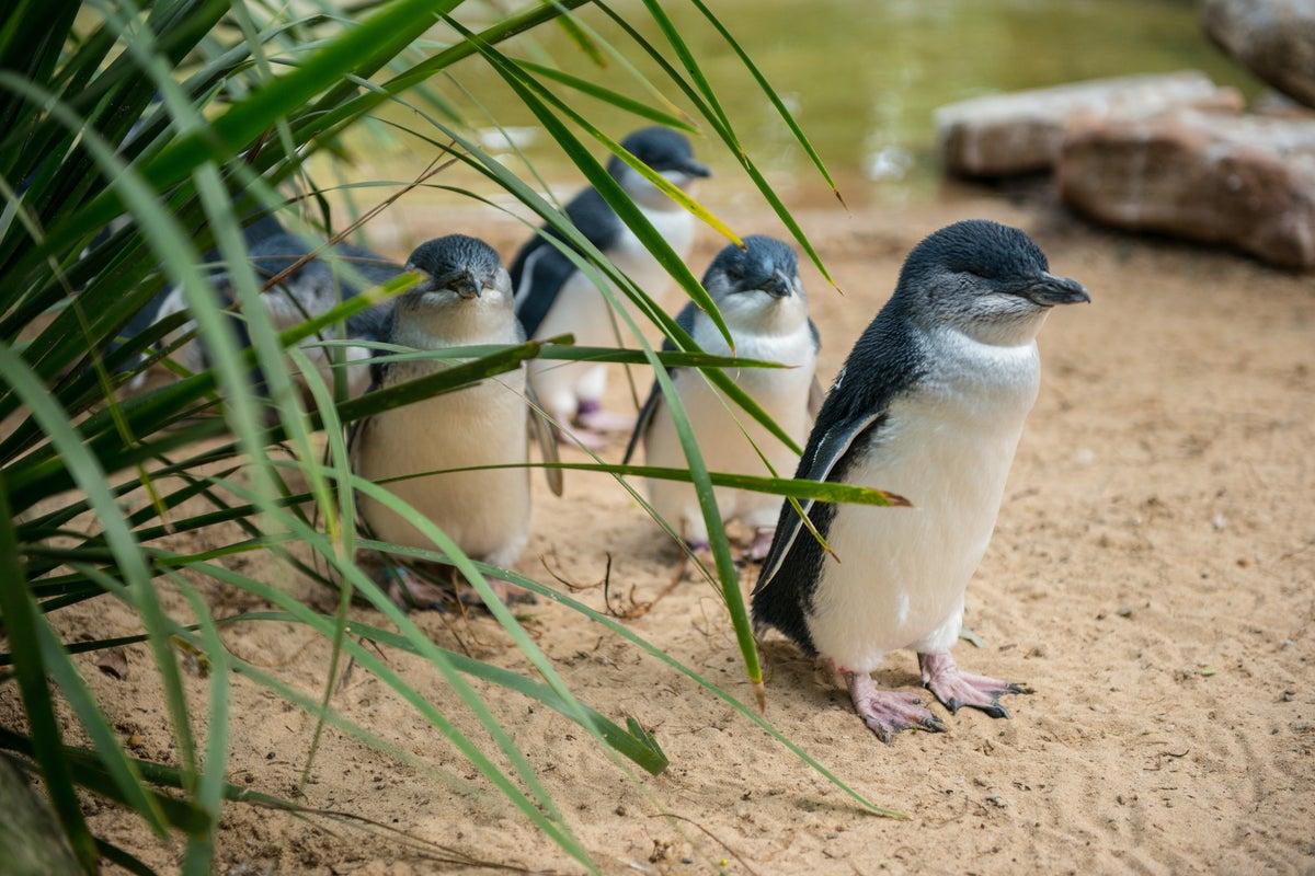 Australia’s Little Penguin Colony Faces 40% Population Decline Due to Bird Flu