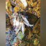 Kilkeel River Fish Populations Decimated by Pollution Incident