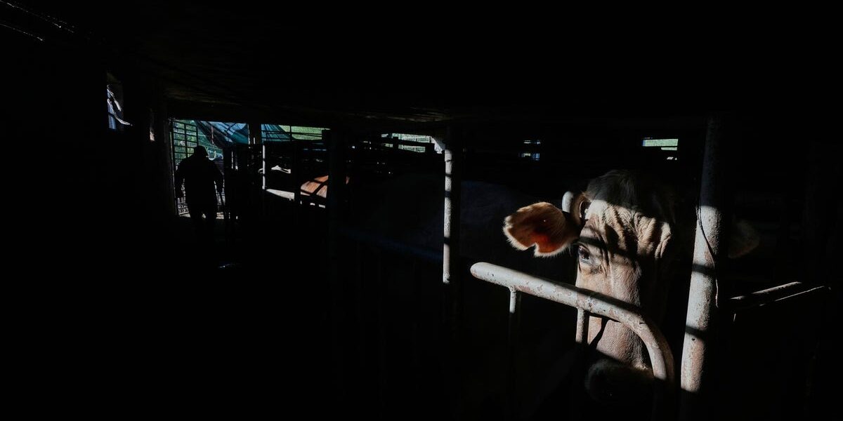 U.S.-Mexico Border Prepares for Reopening of Cattle Exports After Screwworm Ban U.S.-Mexico Border Prepares for Reopening of Cattle Exports After Screwworm Ban