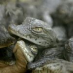 France’s Heatwaves Lead to Unprecedented Nile Crocodile Hatchings at Wildlife Park France’s Heatwaves Lead to Unprecedented Nile Crocodile Hatchings at Wildlife Park