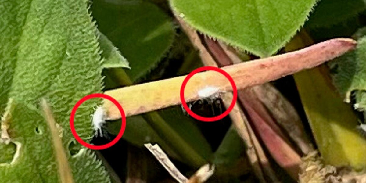 Alert: Invasive Pasture Mealybug Poses Severe Threat to Southern US Agriculture