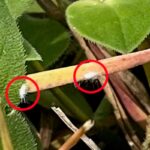 Alert: Invasive Pasture Mealybug Poses Severe Threat to Southern US Agriculture Alert: Invasive Pasture Mealybug Poses Severe Threat to Southern US Agriculture