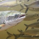 Maine’s Endangered Atlantic Salmon Face Uncertain Future Despite River Restoration Efforts