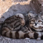 Bolivia’s Hidden Feline: New Wild Cat Species Discovered After Centuries