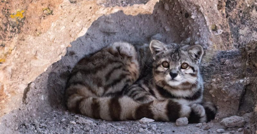 Bolivia’s Hidden Feline: New Wild Cat Species Discovered After Centuries Bolivia’s Hidden Feline: New Wild Cat Species Discovered After Centuries