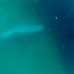 Humpback Whale Seen Grieving Dead Calf in Rare Footage: Emotional Behavior Observed Humpback Whale Seen Grieving Dead Calf in Rare Footage: Emotional Behavior Observed