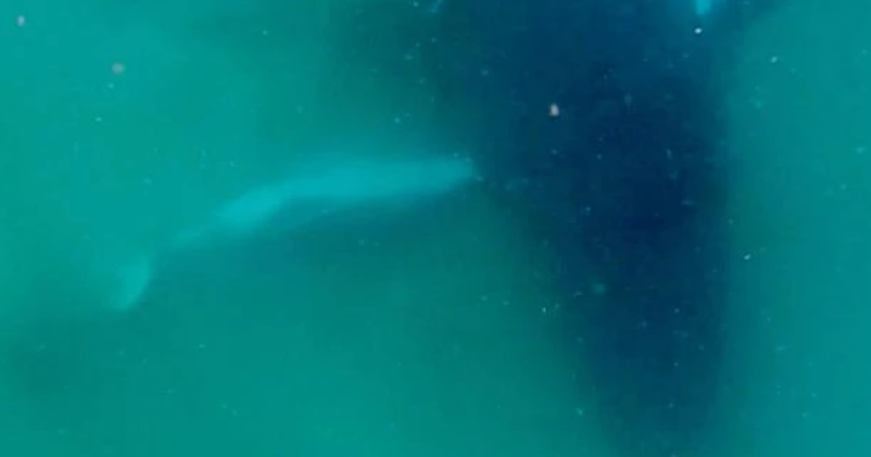Humpback Whale Seen Grieving Dead Calf in Rare Footage: Emotional Behavior Observed