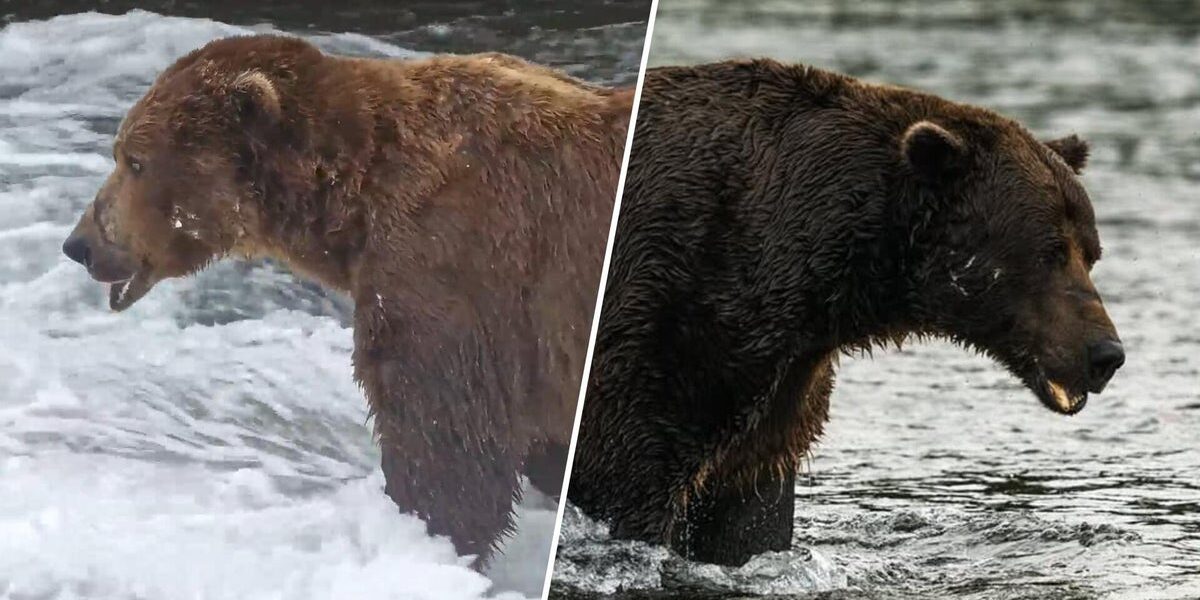 Fat Bear Week 2026 Kicks Off: Meet the 16 Contenders at Katmai National Park Fat Bear Week 2026 Kicks Off: Meet the 16 Contenders at Katmai National Park