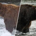 Fat Bear Week 2026 Kicks Off: Meet the 16 Contenders at Katmai National Park