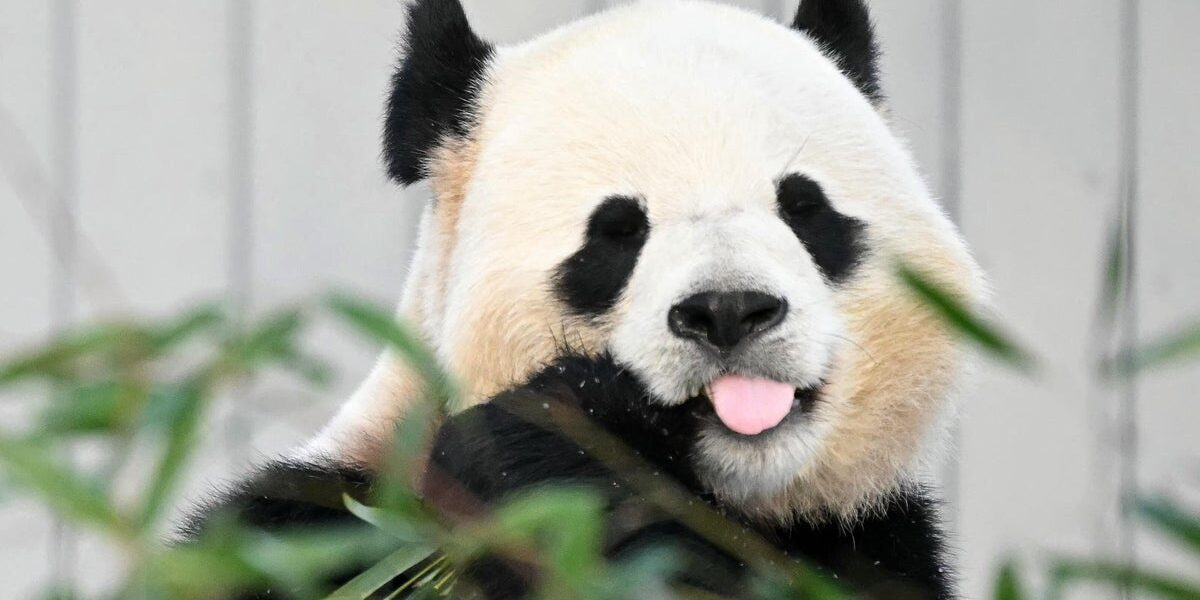 China to Send Two Giant Pandas to Zoo Atlanta as Symbol of U.S.-China Friendship China to Send Two Giant Pandas to Zoo Atlanta as Symbol of U.S.-China Friendship