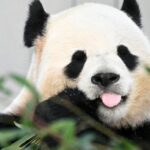 China to Send Two Giant Pandas to Zoo Atlanta as Symbol of U.S.-China Friendship China to Send Two Giant Pandas to Zoo Atlanta as Symbol of U.S.-China Friendship