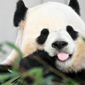 China to Send Two Giant Pandas to Zoo Atlanta as Symbol of U.S.-China Friendship China to Send Two Giant Pandas to Zoo Atlanta as Symbol of U.S.-China Friendship